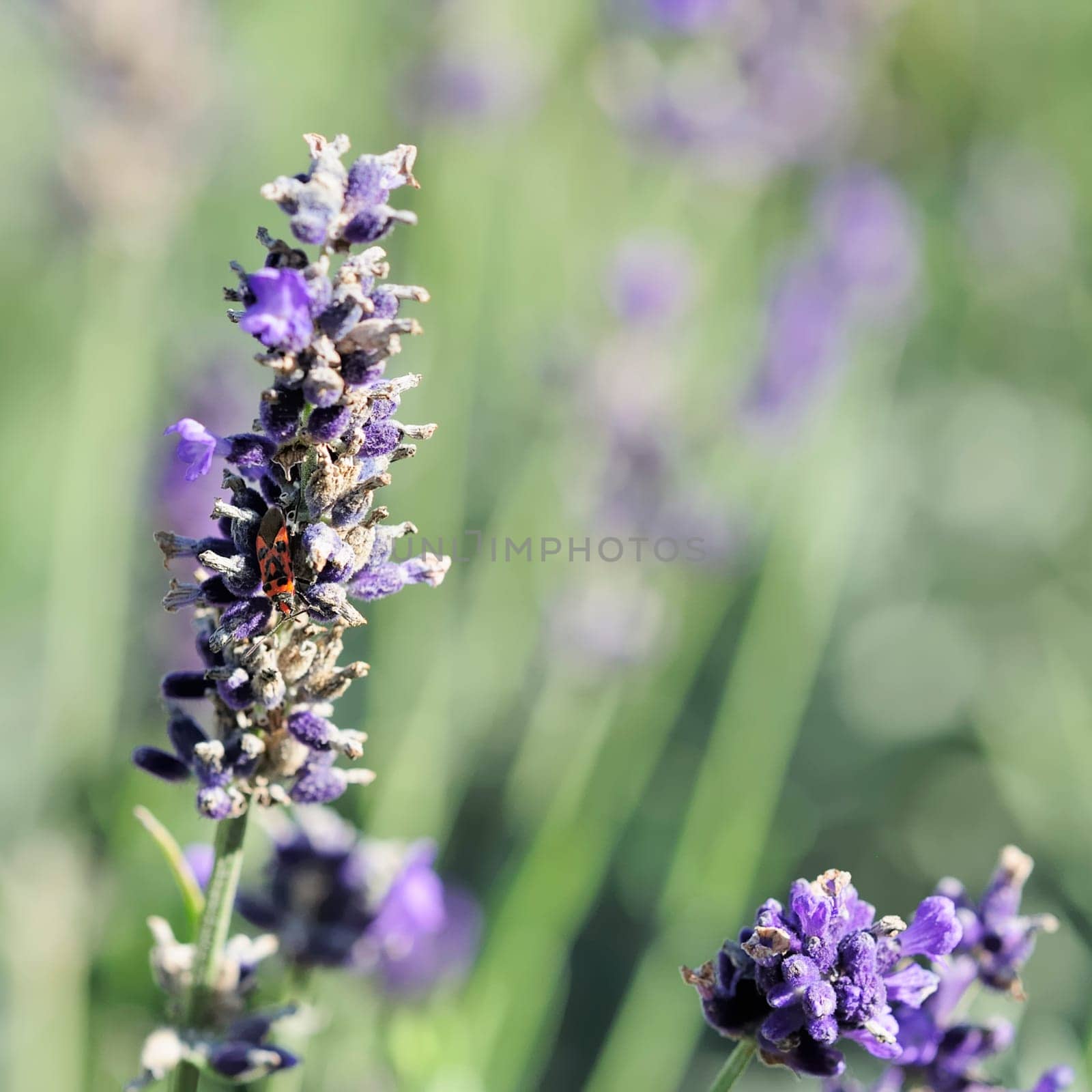 lavender
