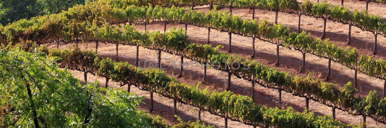 vineyard
