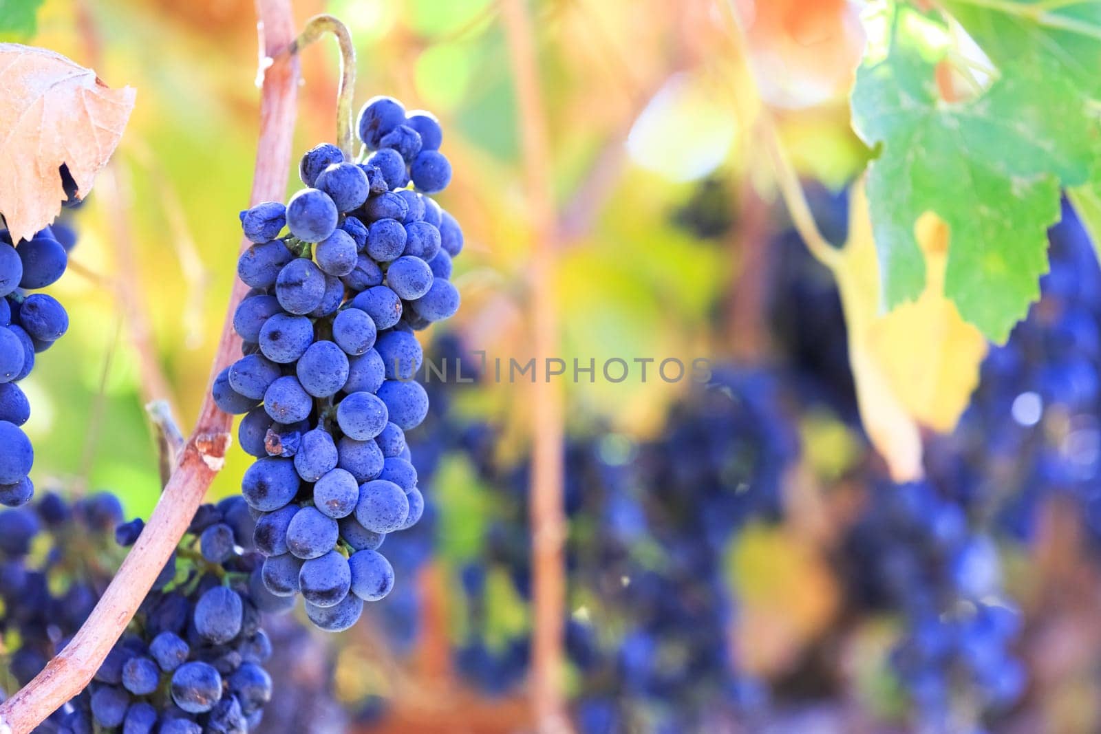 wine grapes