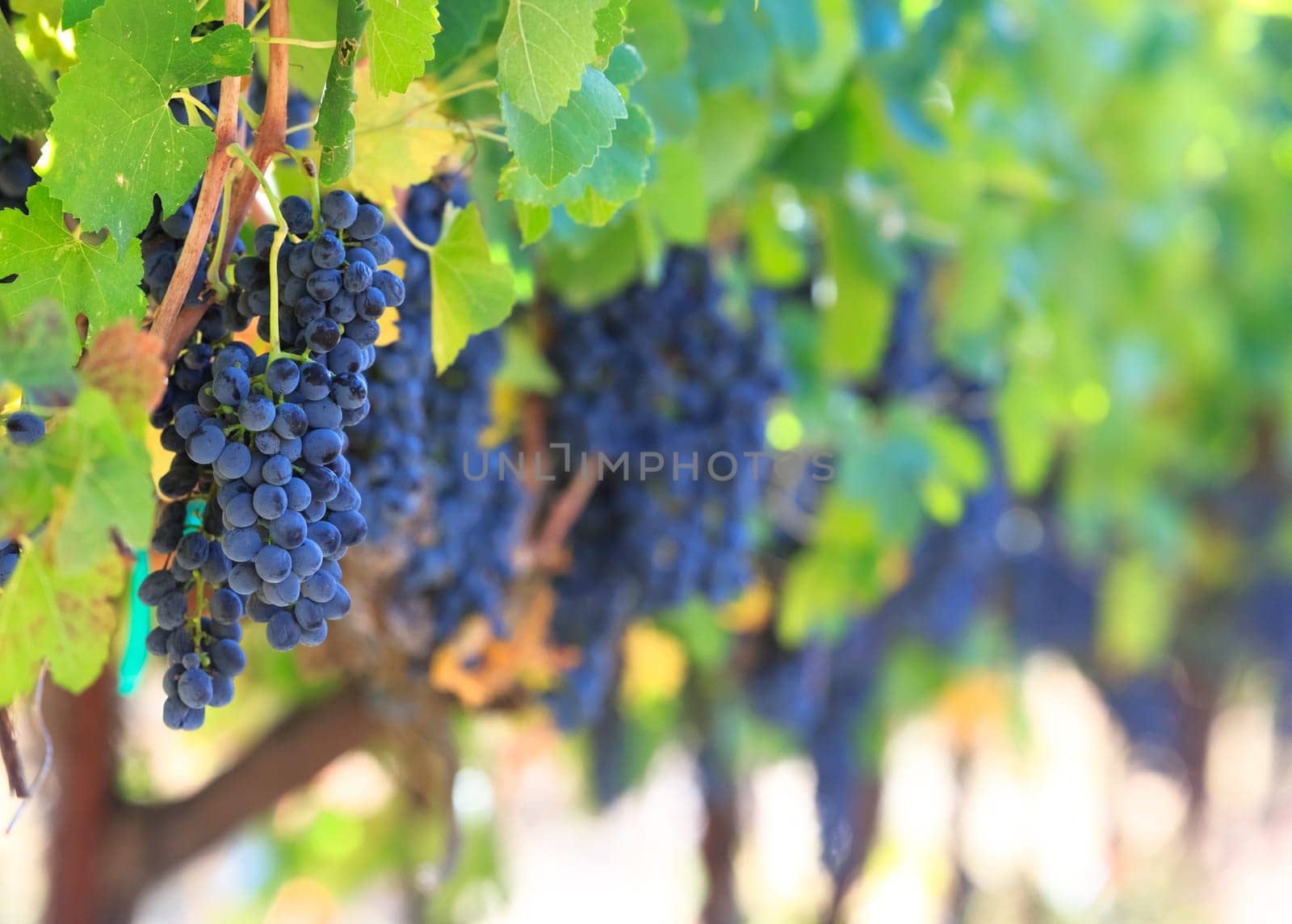 wine grapes