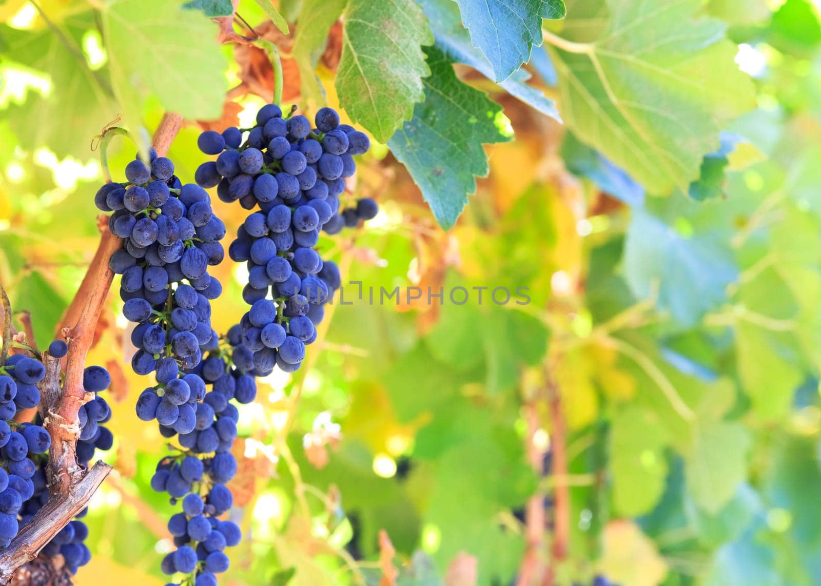 wine grapes
