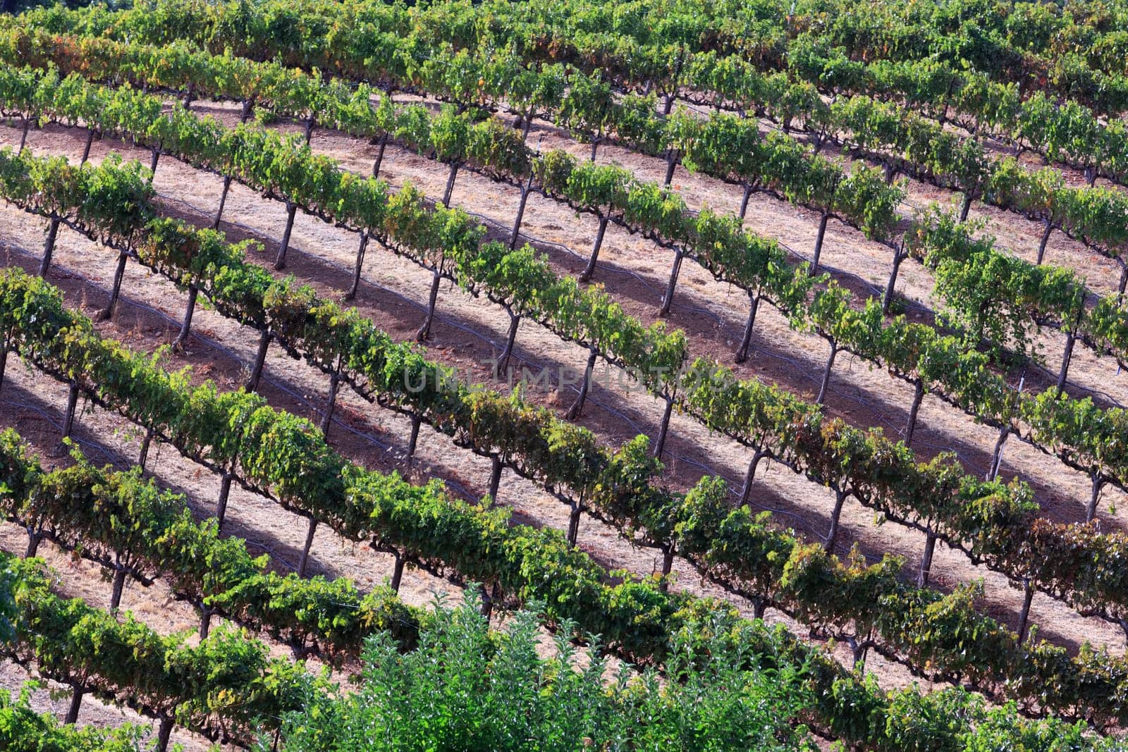 vineyard