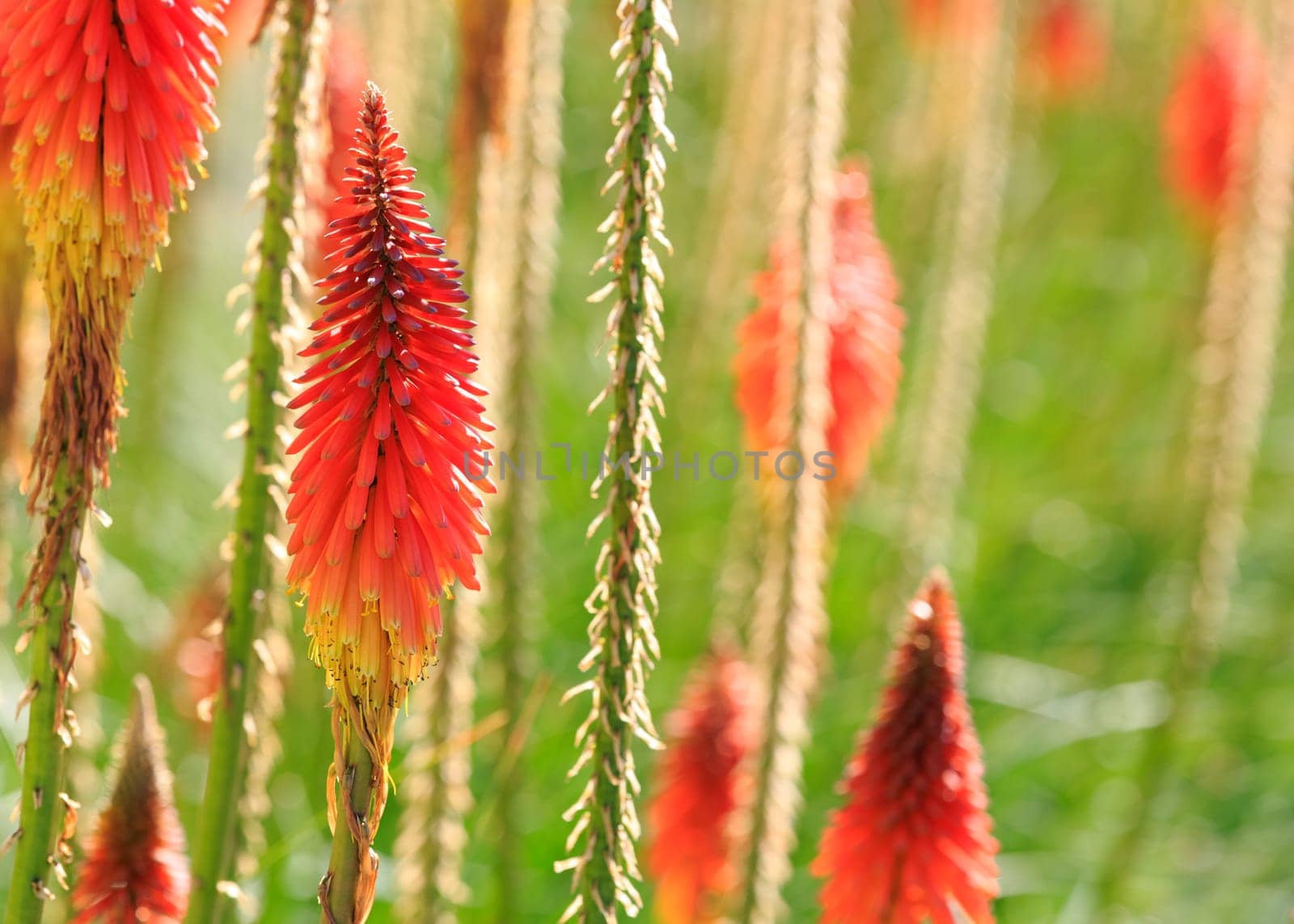flowers background
