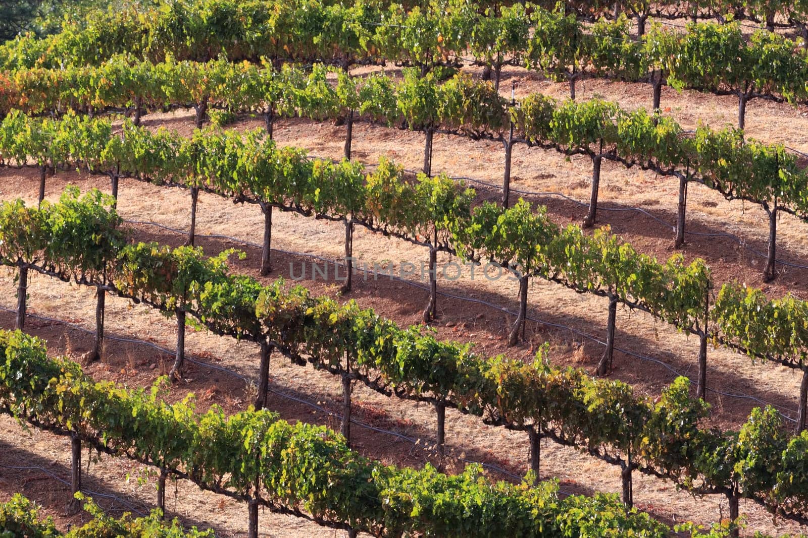 vineyard