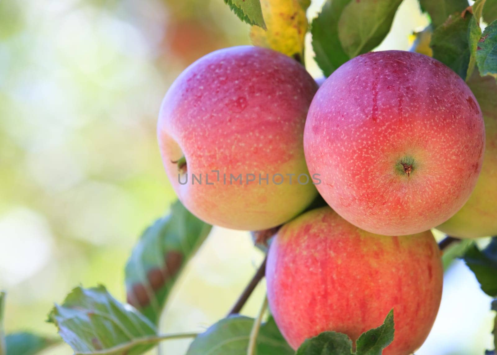 apples ready to be picked