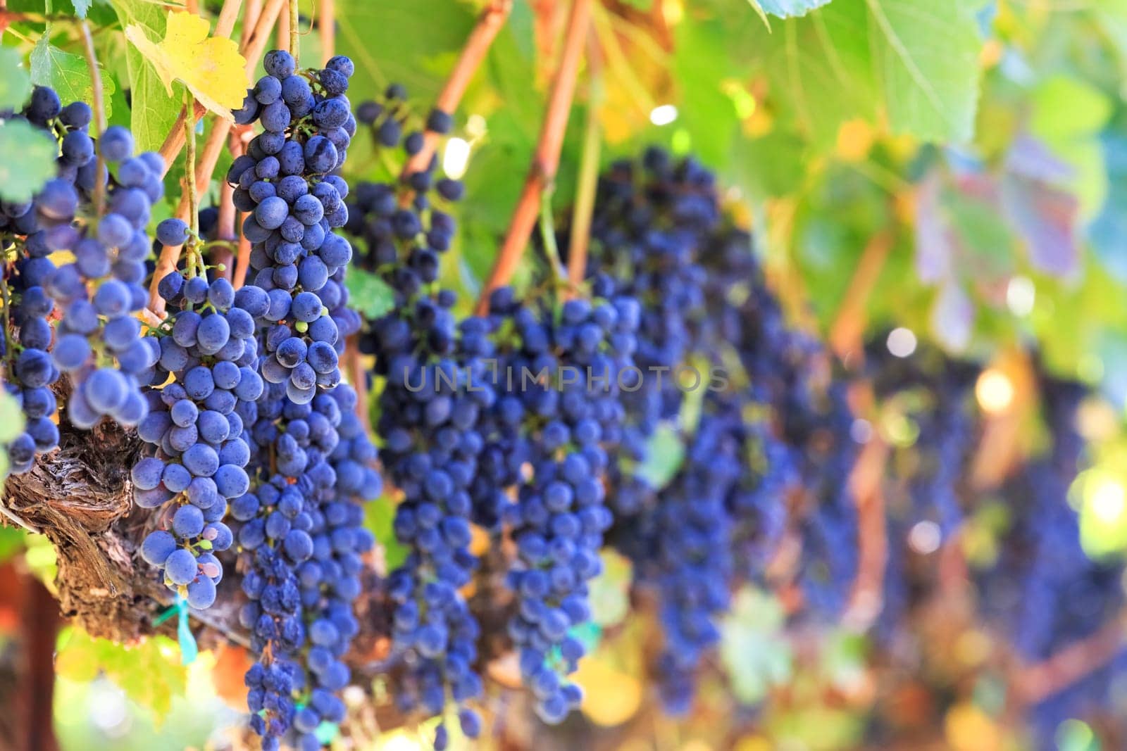 wine grapes