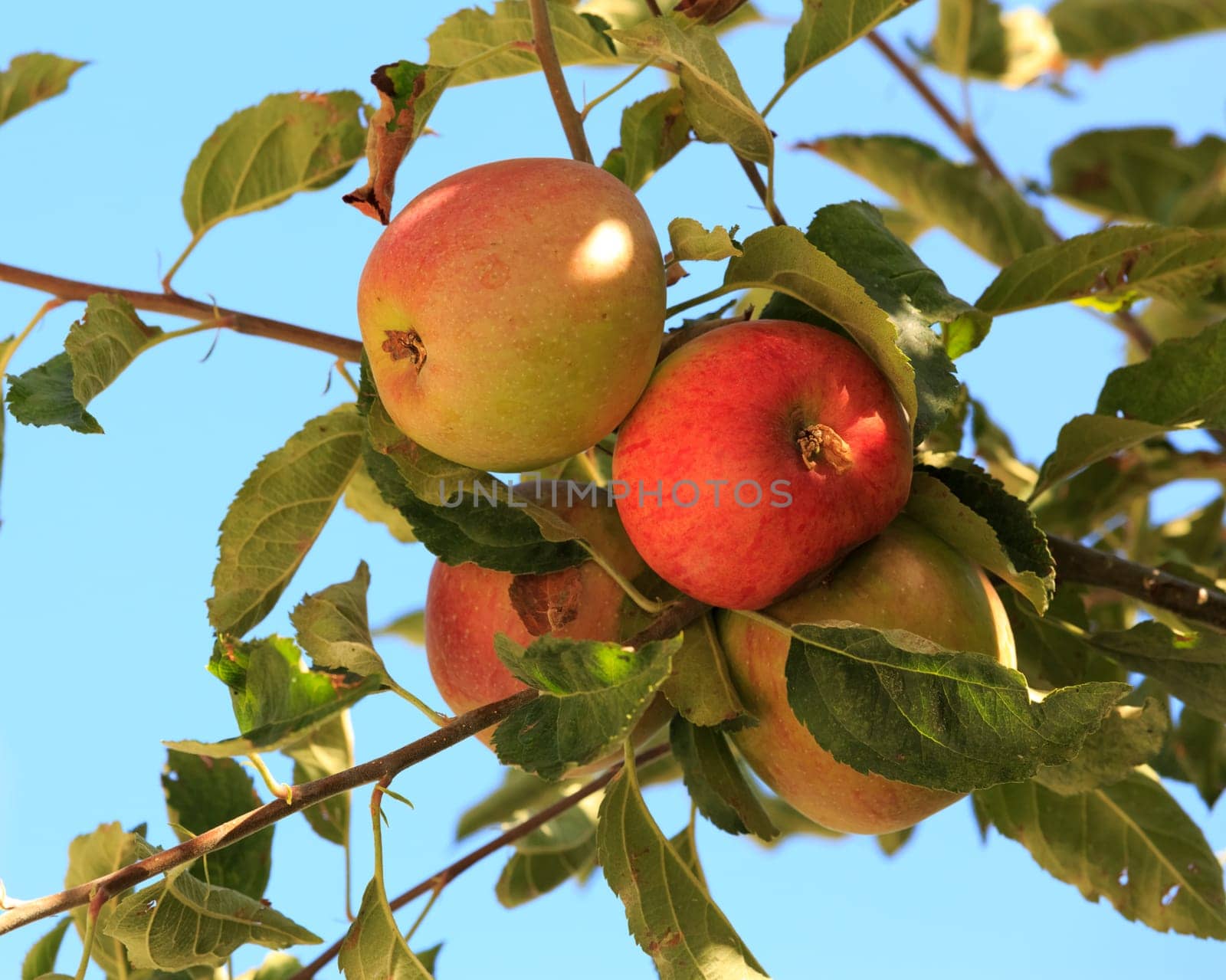 apples ready to be picked
