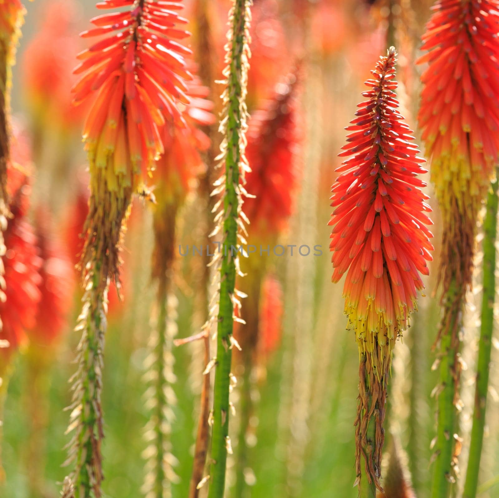 flowers background