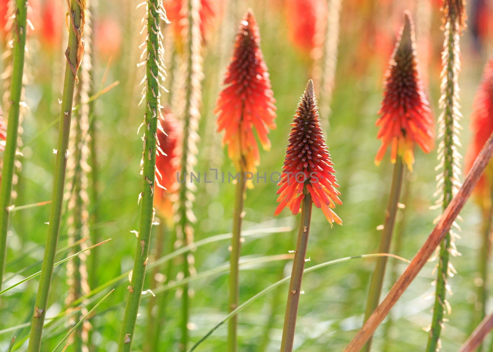 flowers background