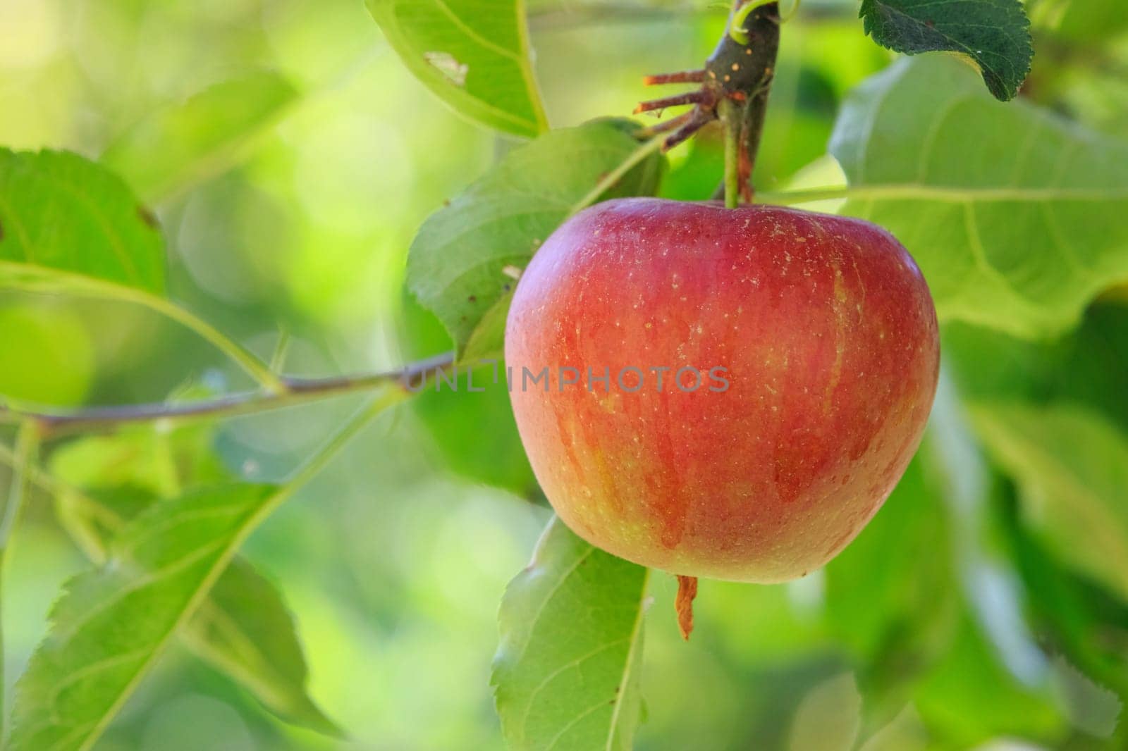 red apple