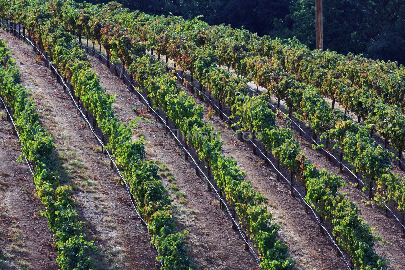 vineyard