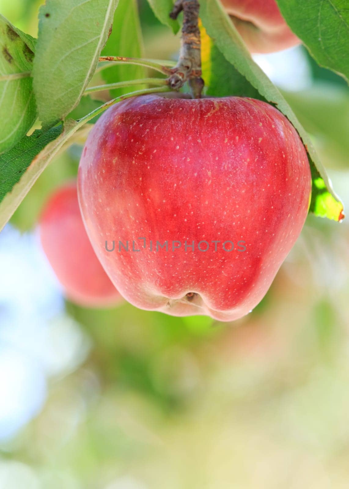 red apple