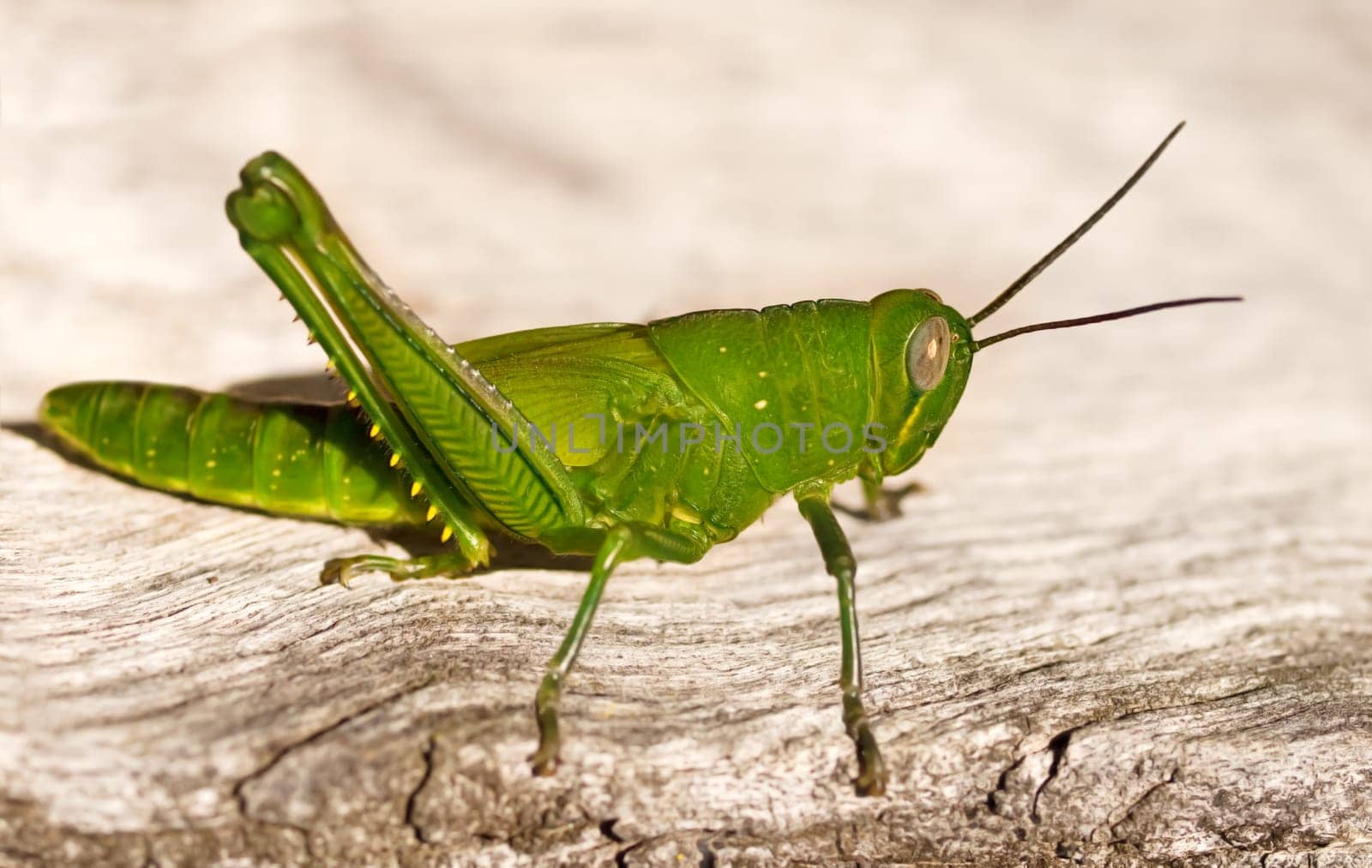 Green grasshopper organic garden pest on wood