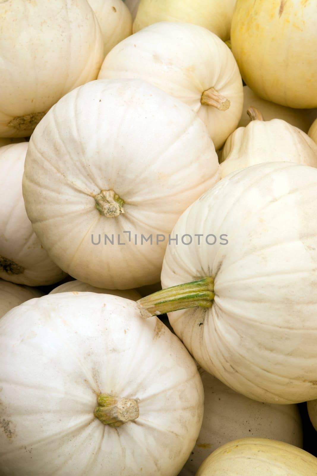 A box full of Ghost Pumpkins on the Farm