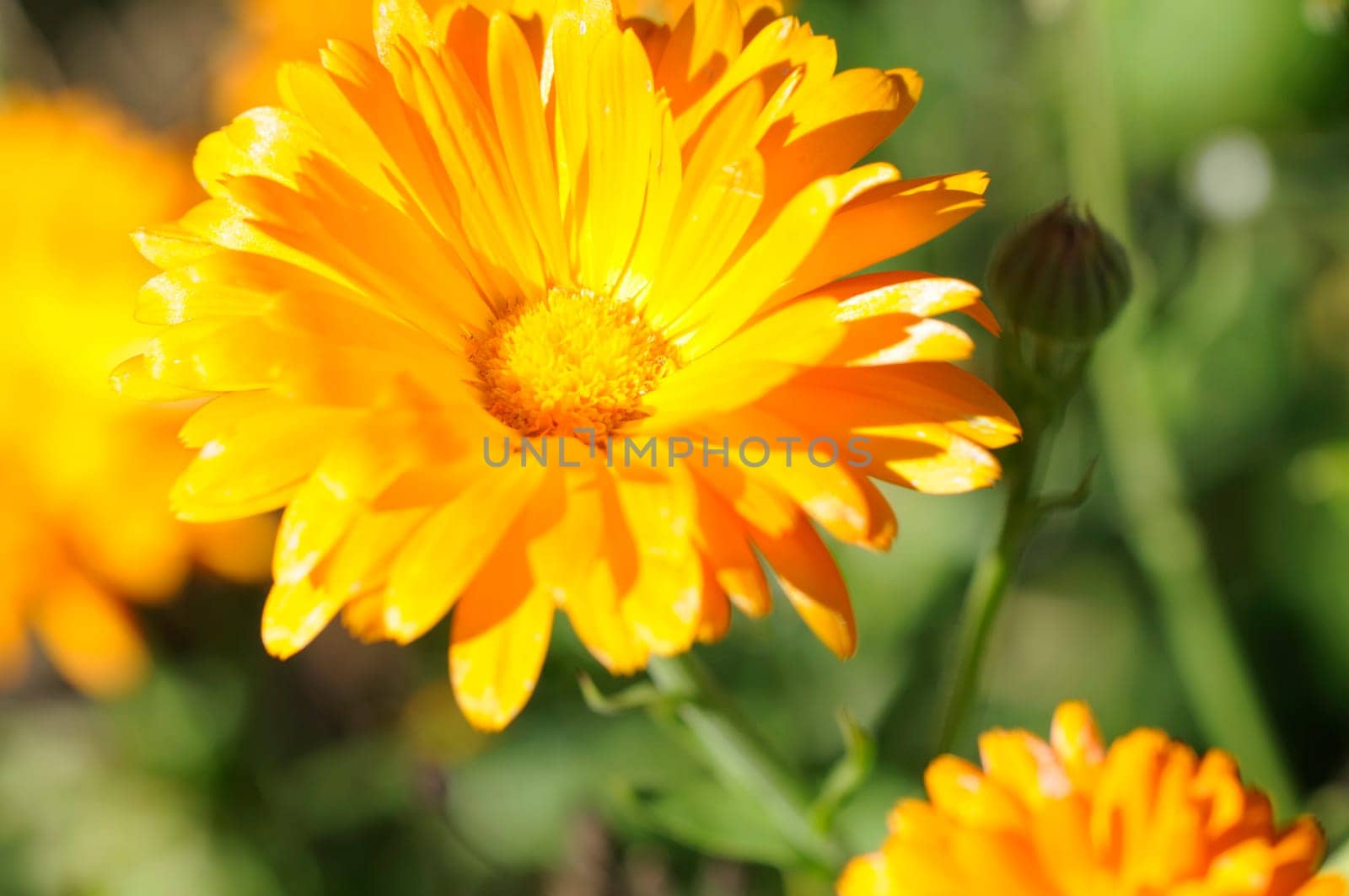 marigold