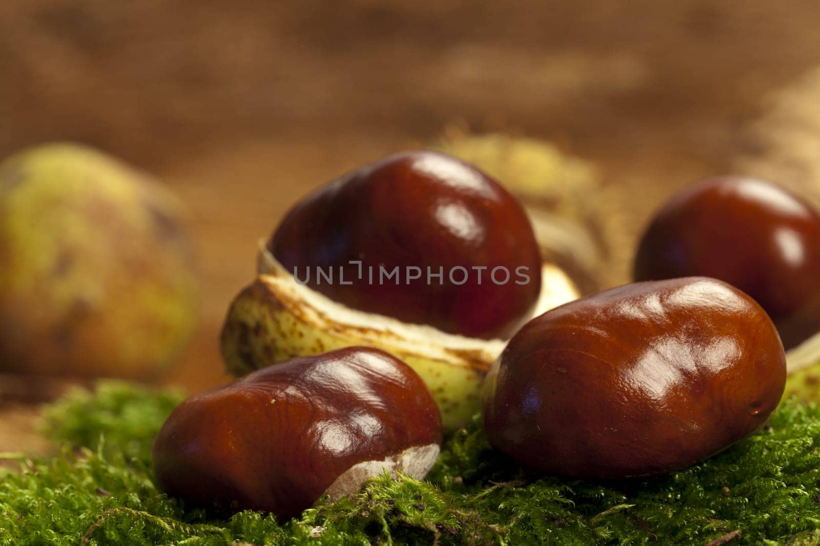 Some chestnut trees,partly closed,lie on green moss