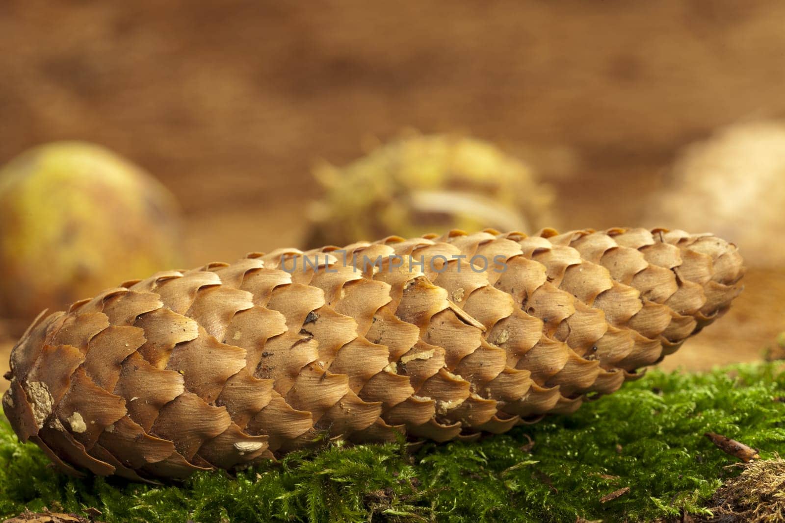 A pine cone lies on green moss