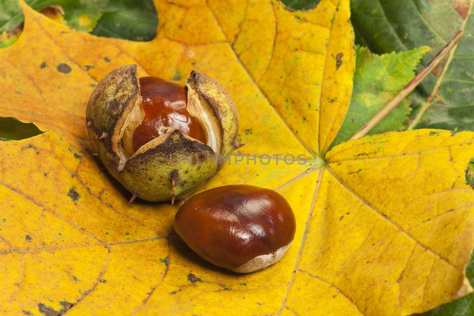 Horse chestnuts with and without fruit peel on yellow maple leaf