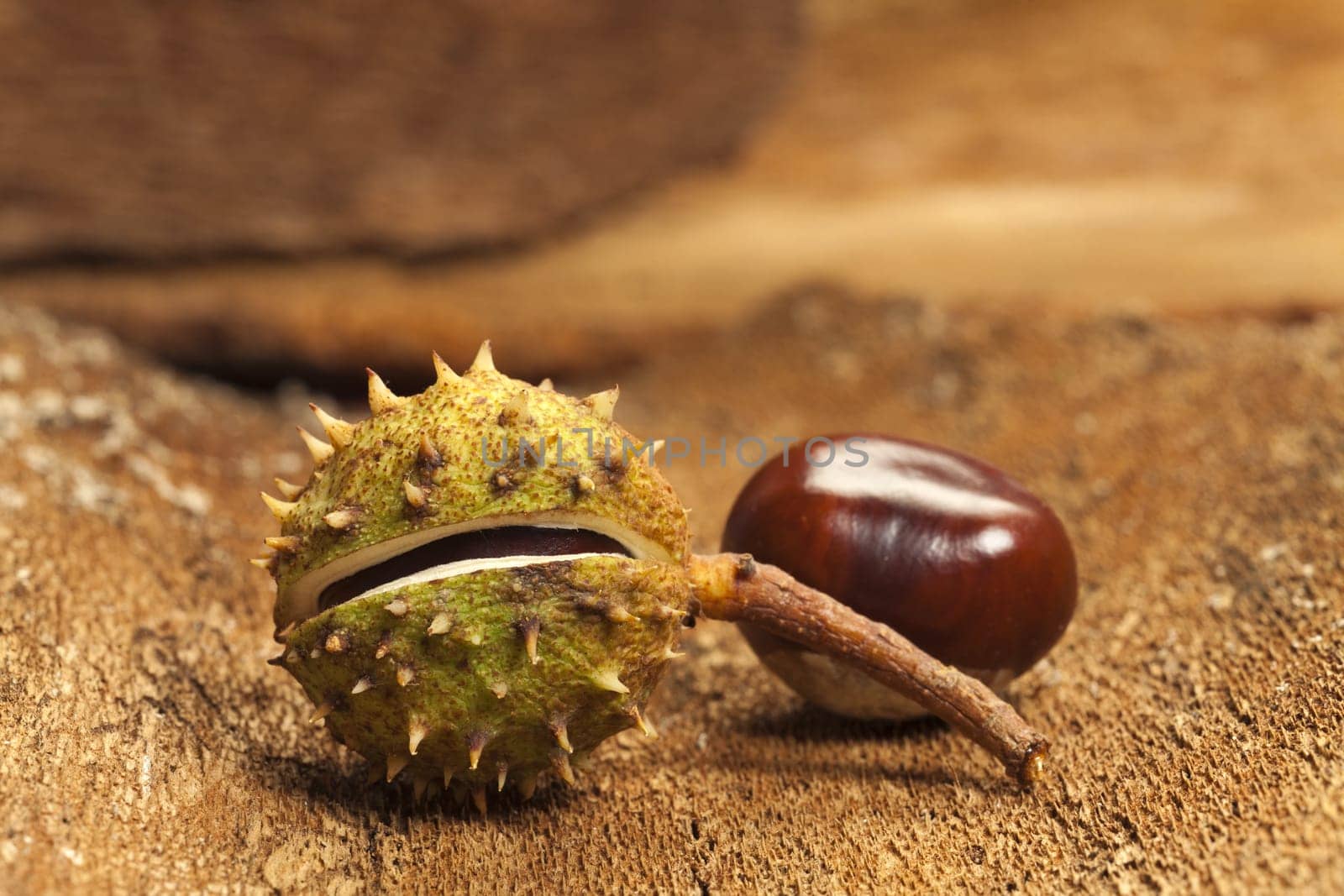Two horse chestnut trees lie on old tree bark