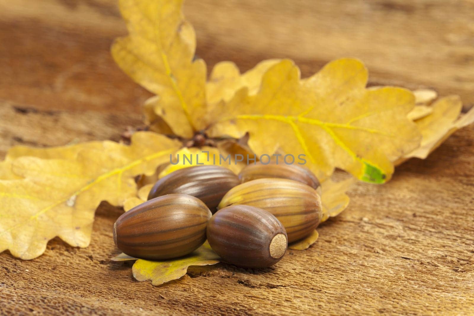 Brown acorns lie on bark together with oak leaves