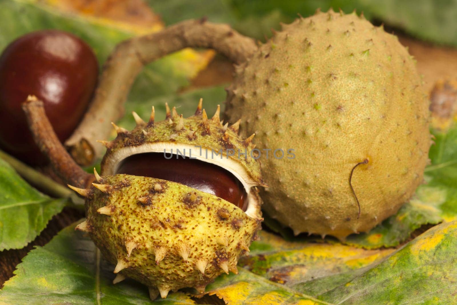 Horse chestnut in fruit bowl on chestnut leaves and tree bark