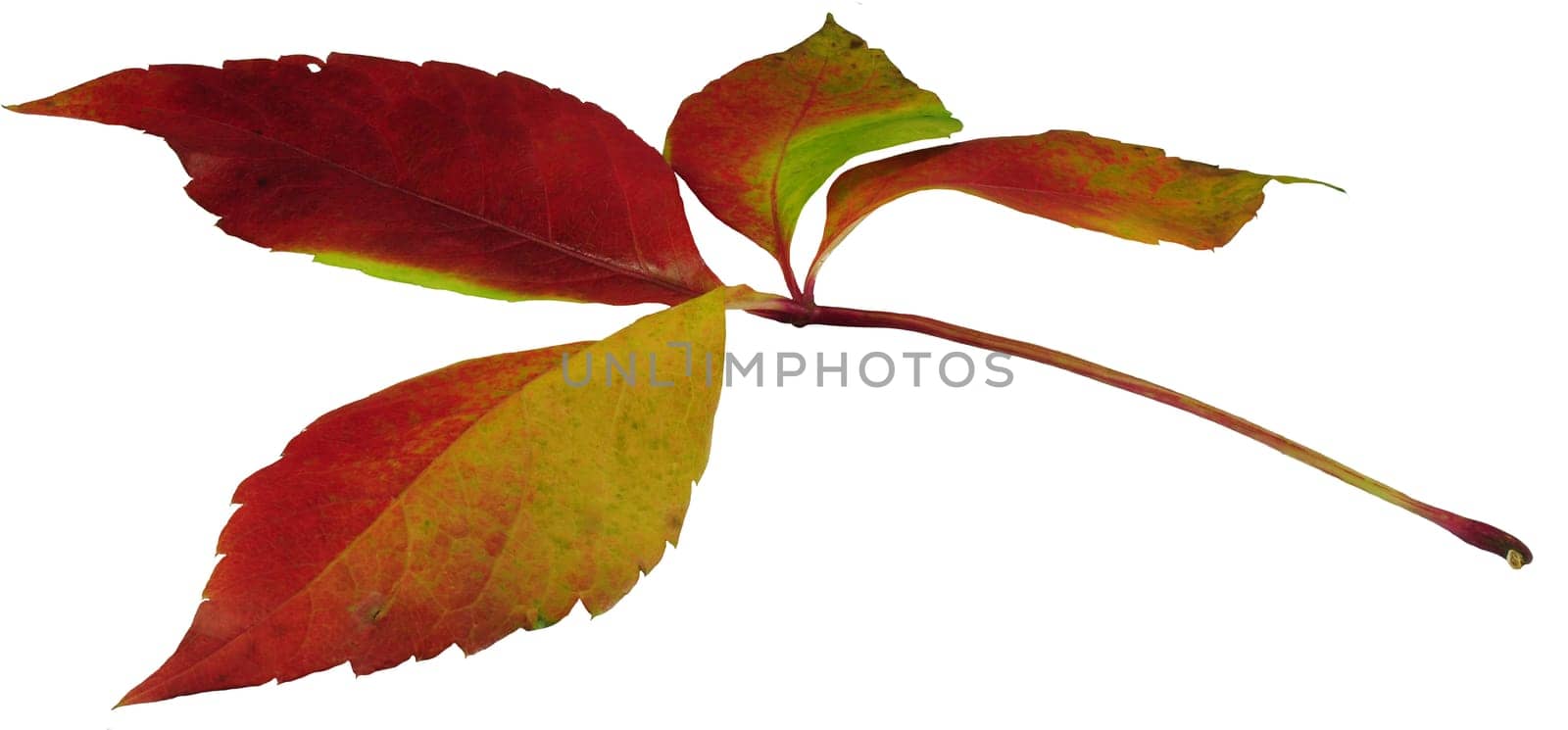 Autumn leaf