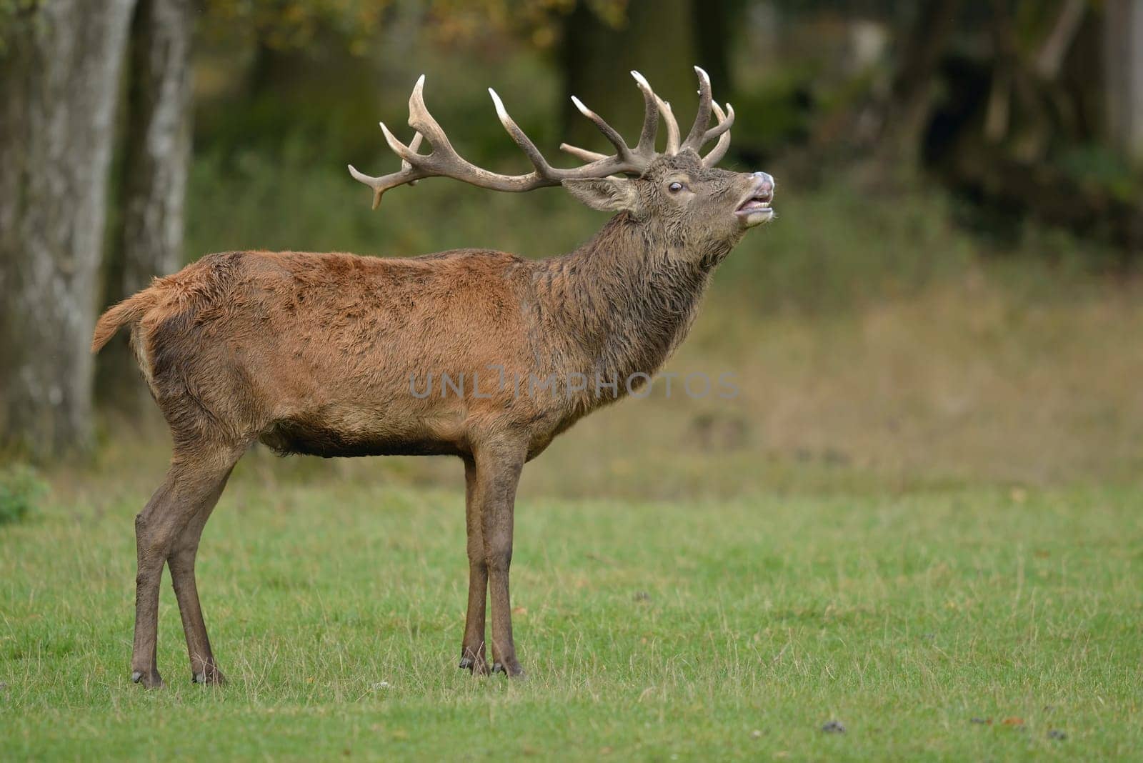 Red deer