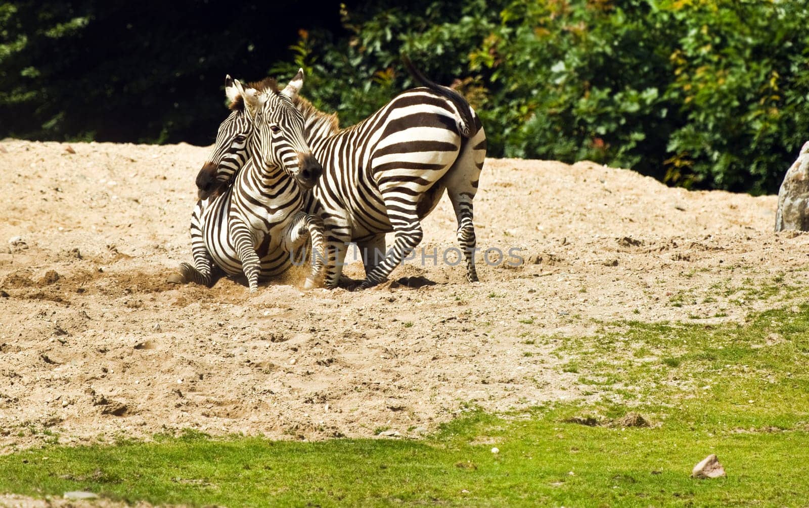 Two Zebras or Equus quagga having a fight