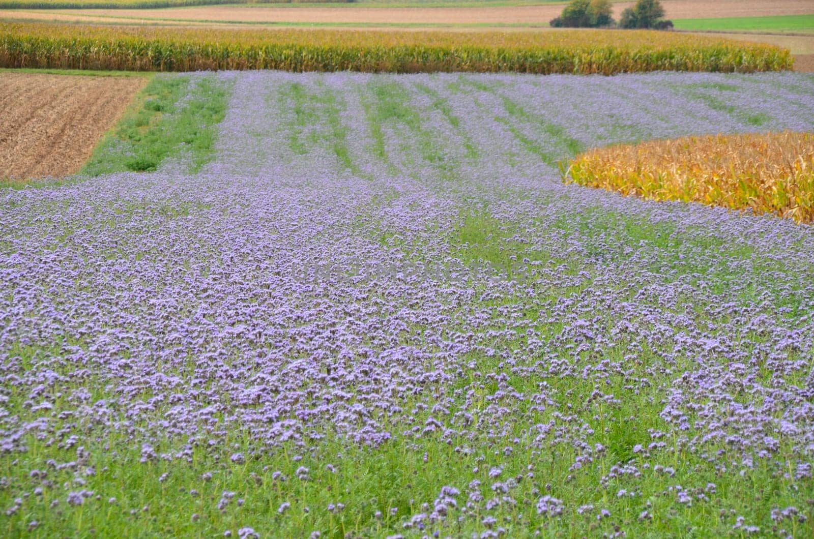 Flowering Phacelia for natural soil improvement