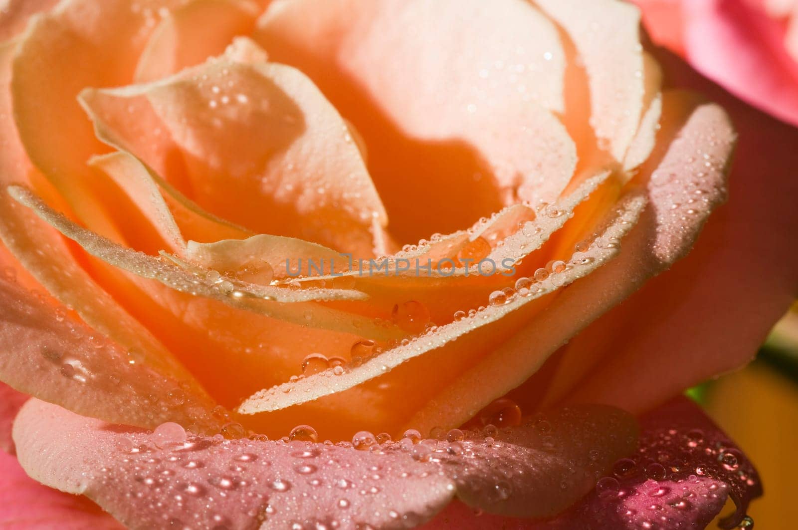 Close-up of orange rose petals with water drops