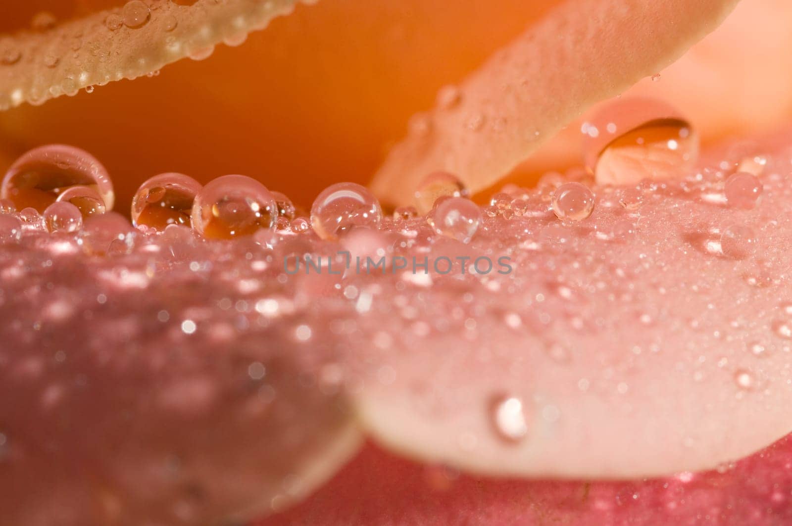 Close-up of orange rose petals with water drops