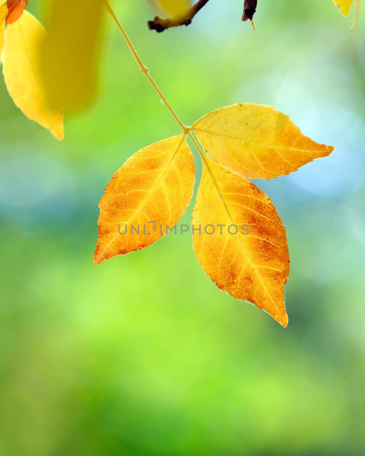 autumn colors