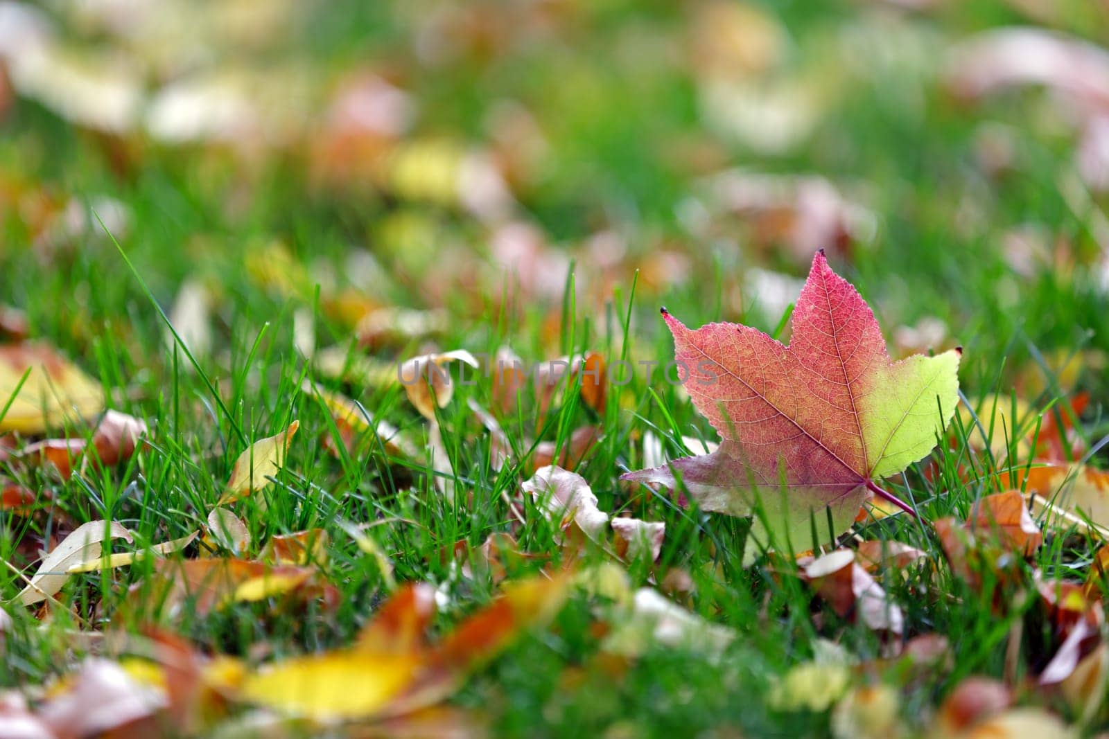 autumn colors