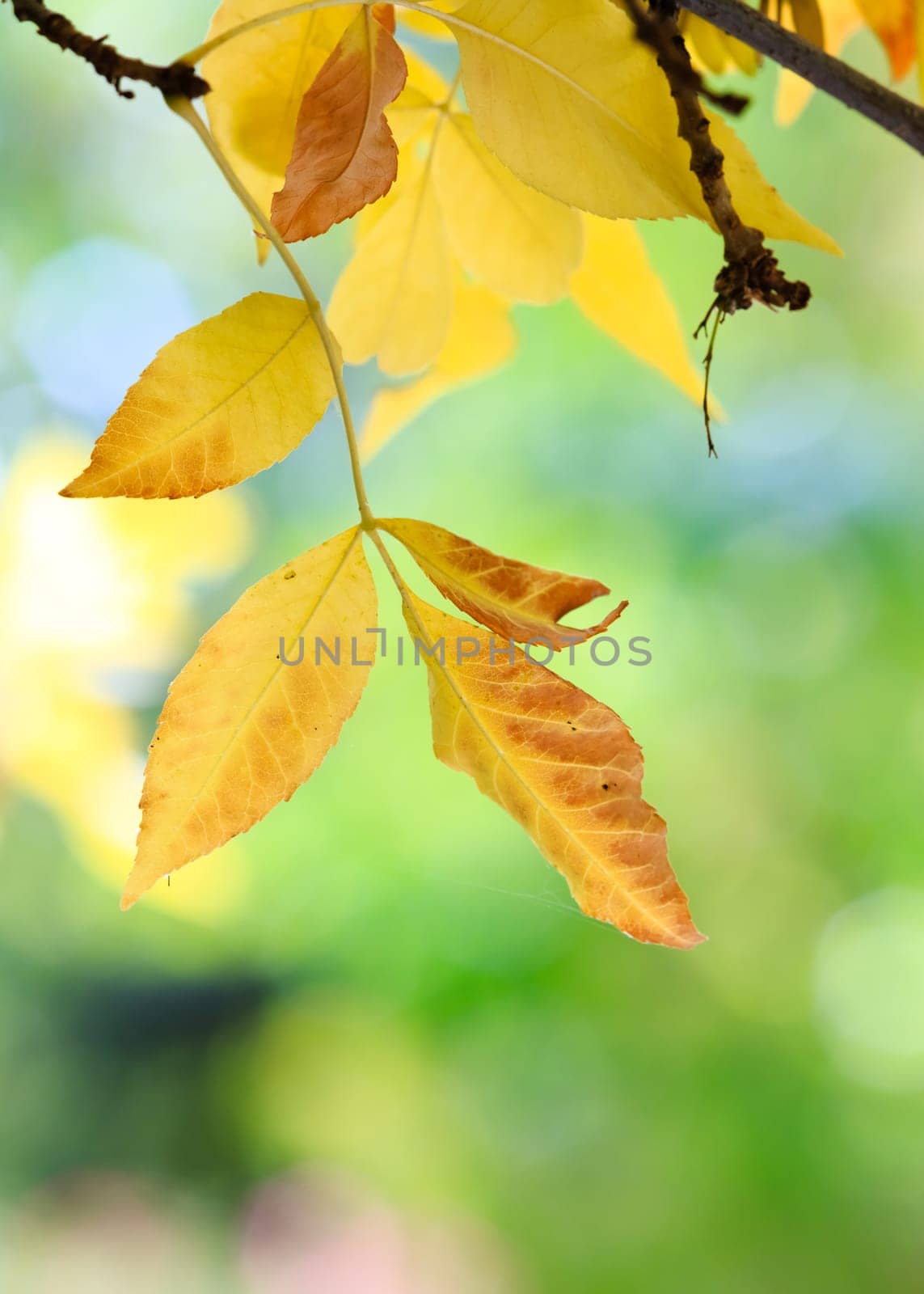 autumn background