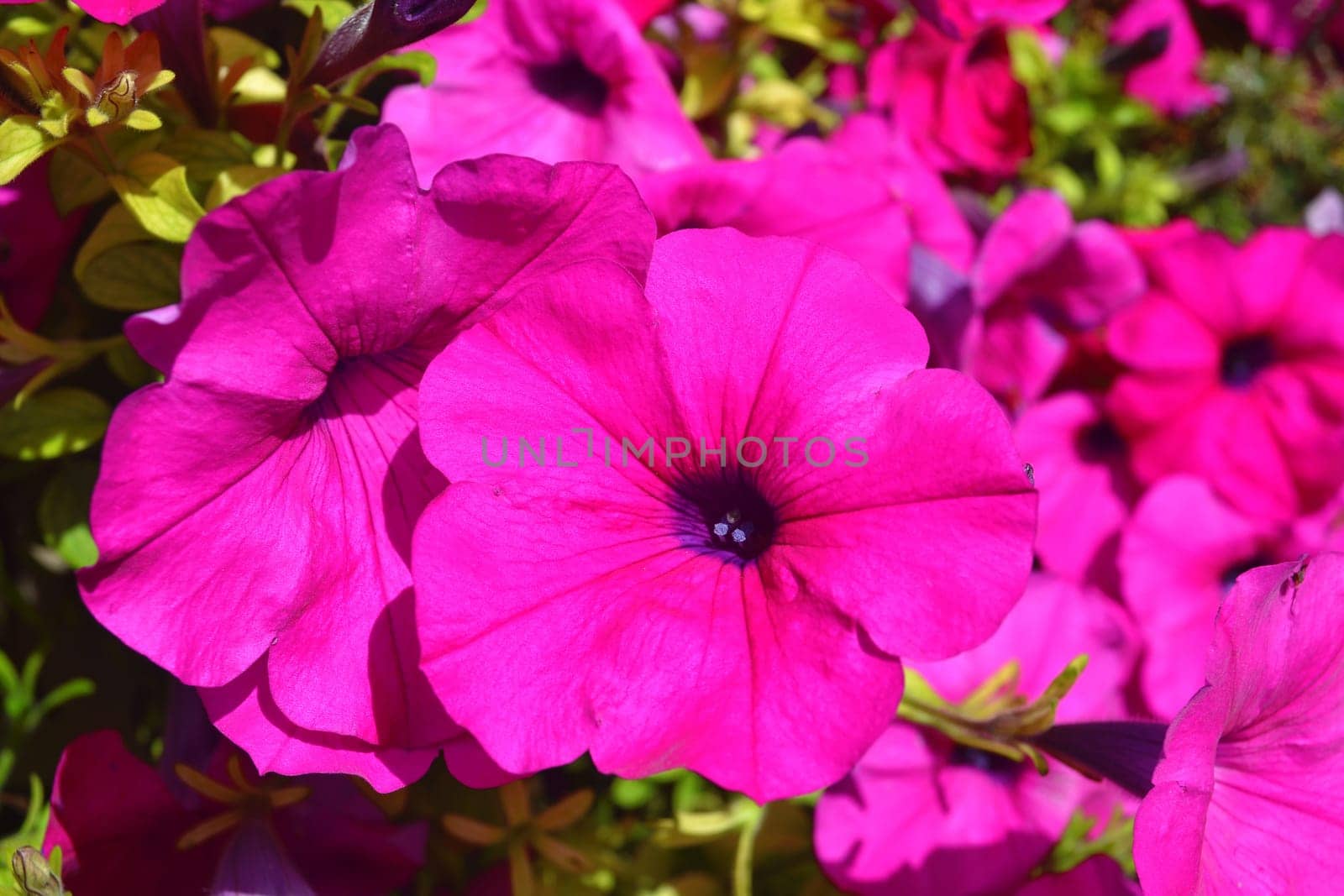 A closeup shoot of some violet flowers in bright sunshine in a garden.