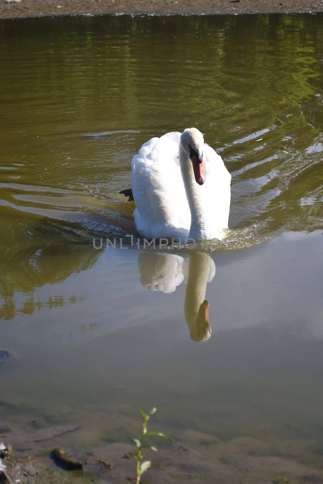 A beautiful but lonely white swan on a small lake, very peaceful on a sunny day.
