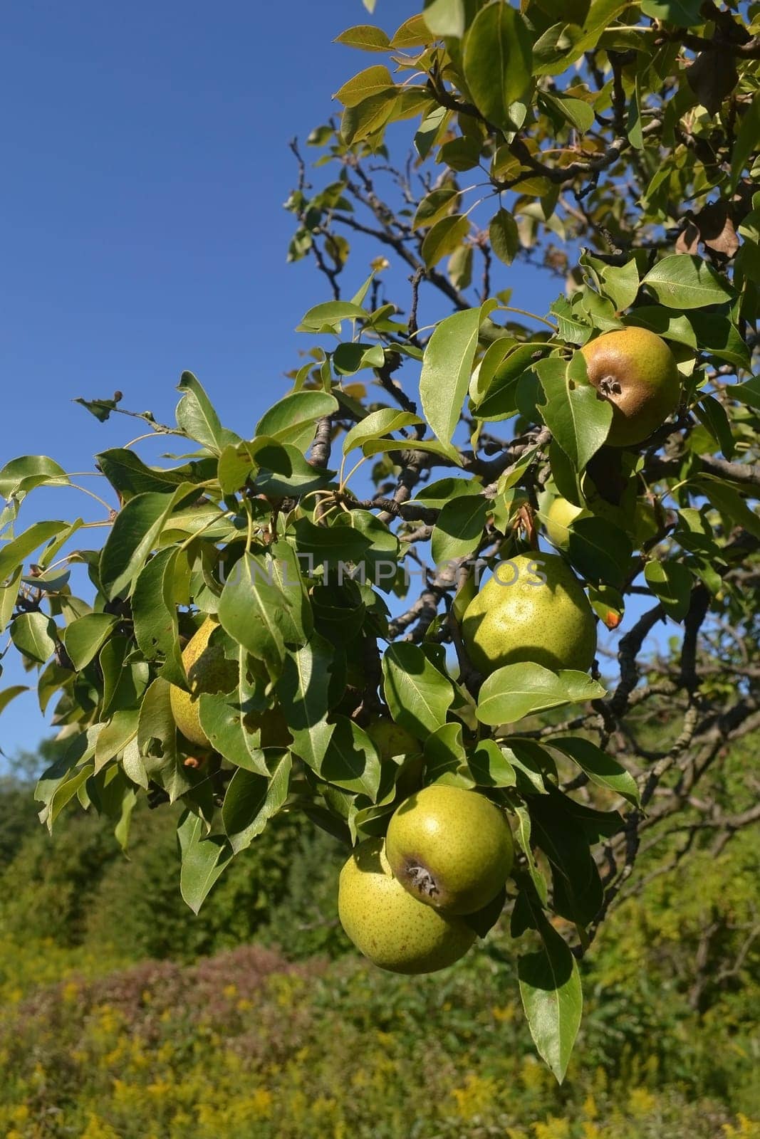 A bunch of ripe pears on a tree under bright blue sky in beautiful sunshine.