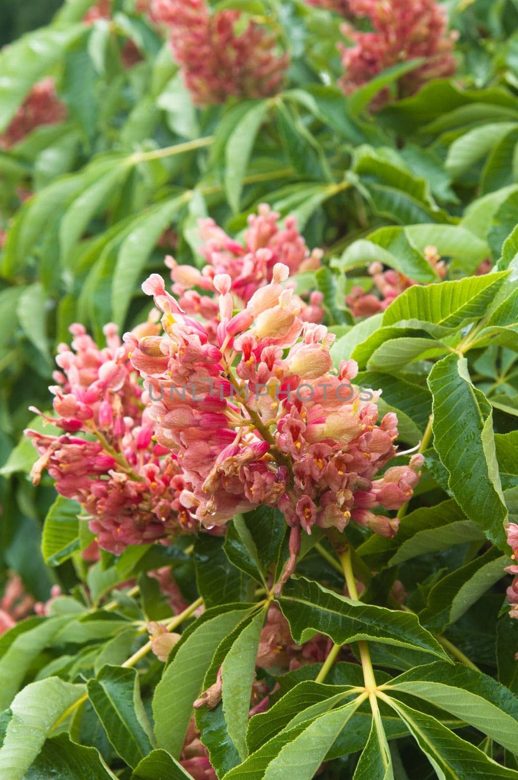 Blossoming decorative bush, close up