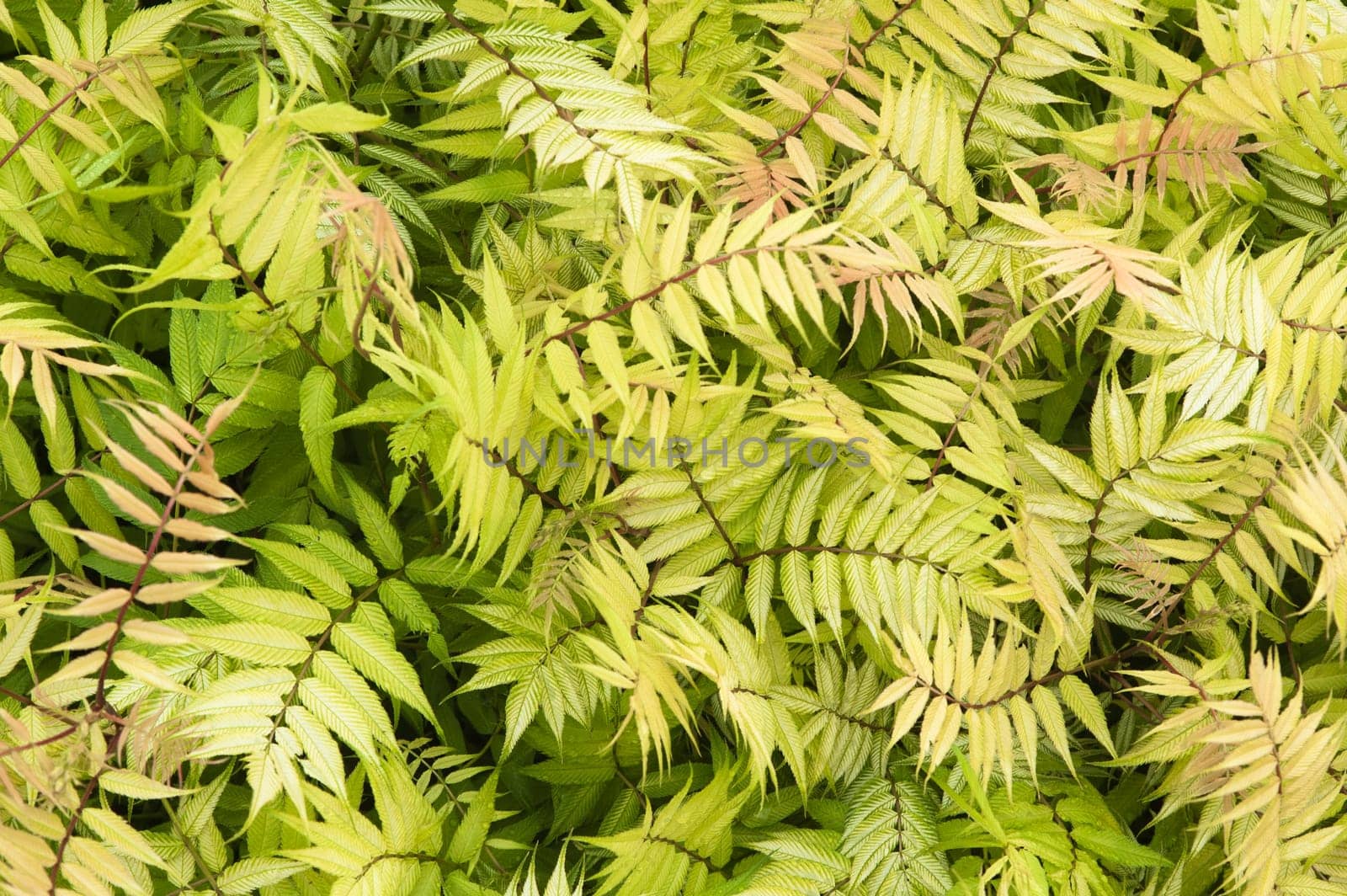 Background from leaves of an ornamental shrub, a close up