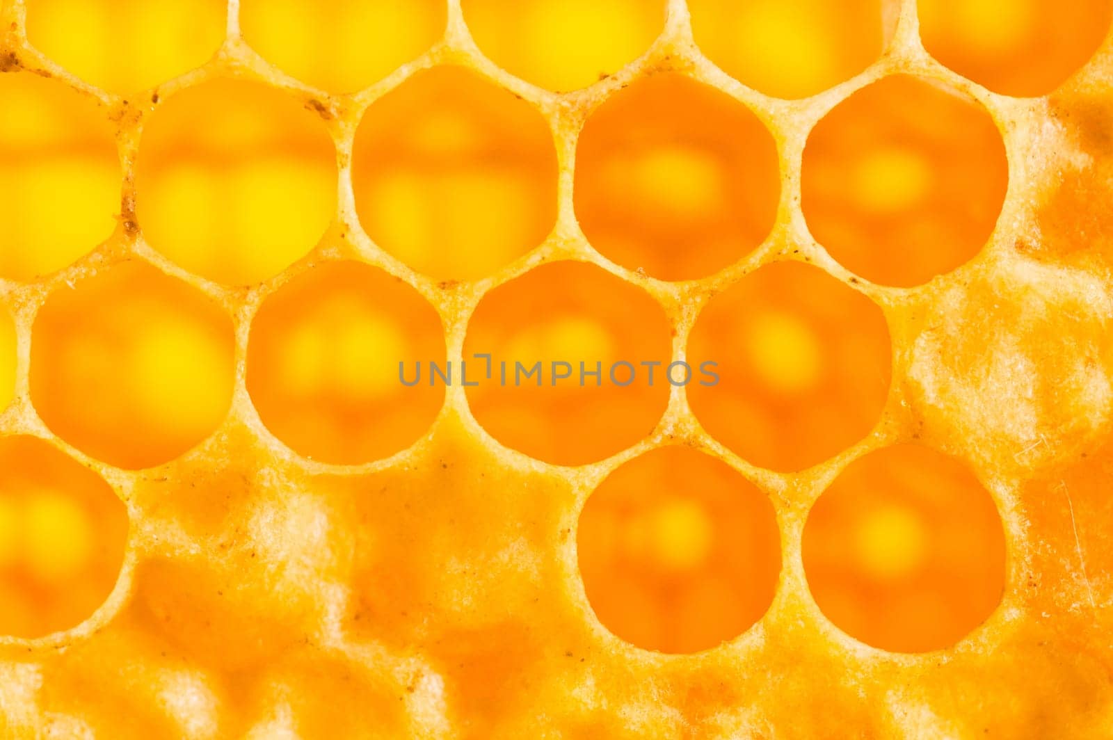 wooden frame with honeycomb full of honey