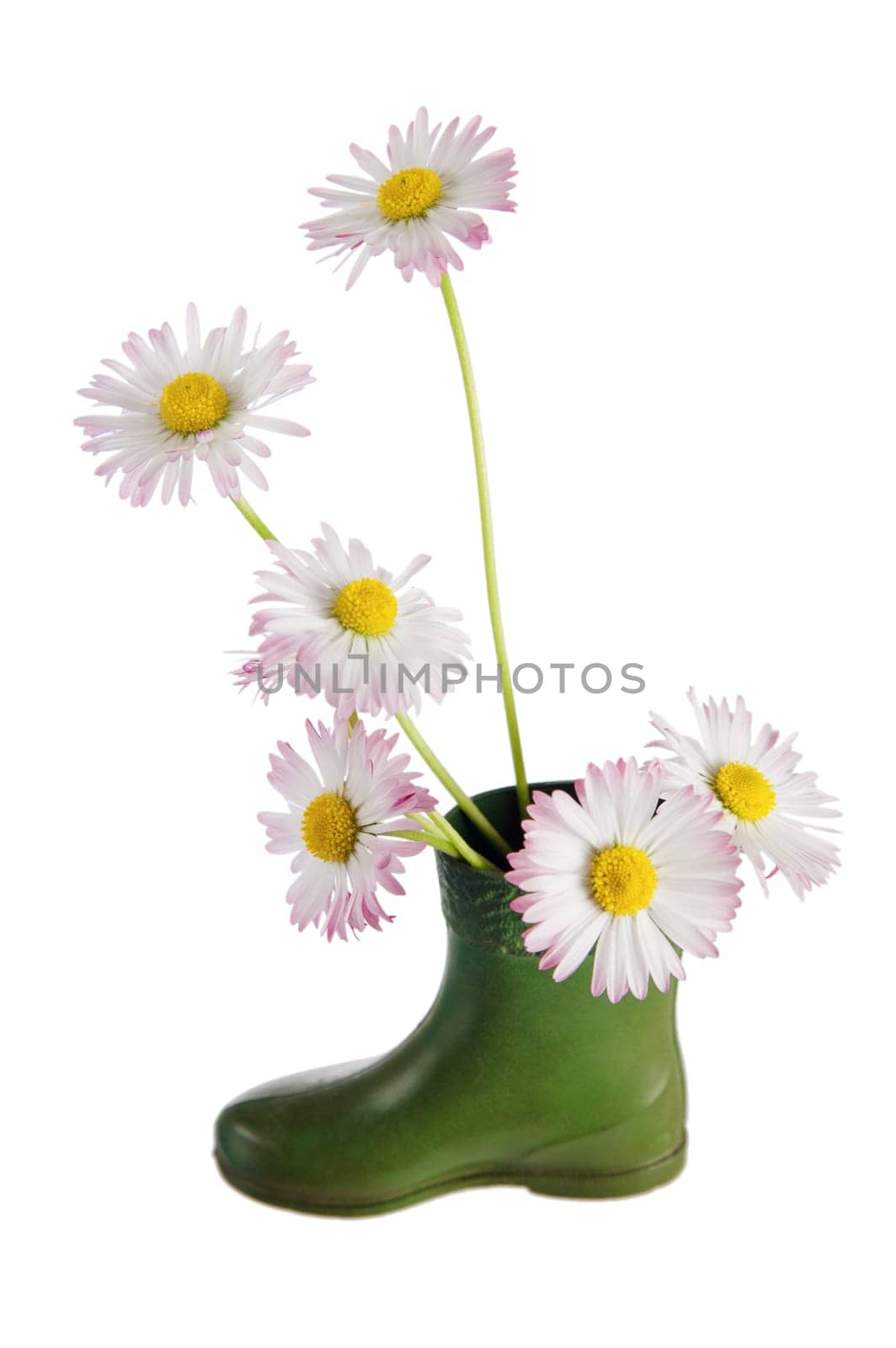 Bouquet of daisies in a boot, it is isolated on white.