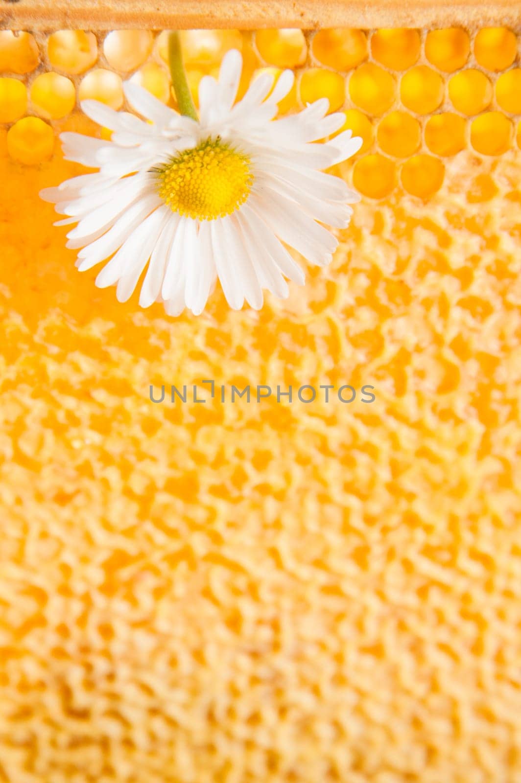 Daisy on a background of honeycombs