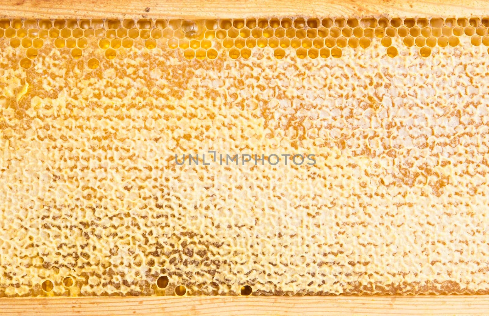 wooden frame with honeycomb full of honey