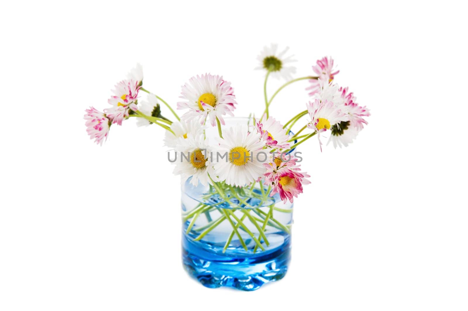 Flowers of a daisy in a glass, it is isolated on white