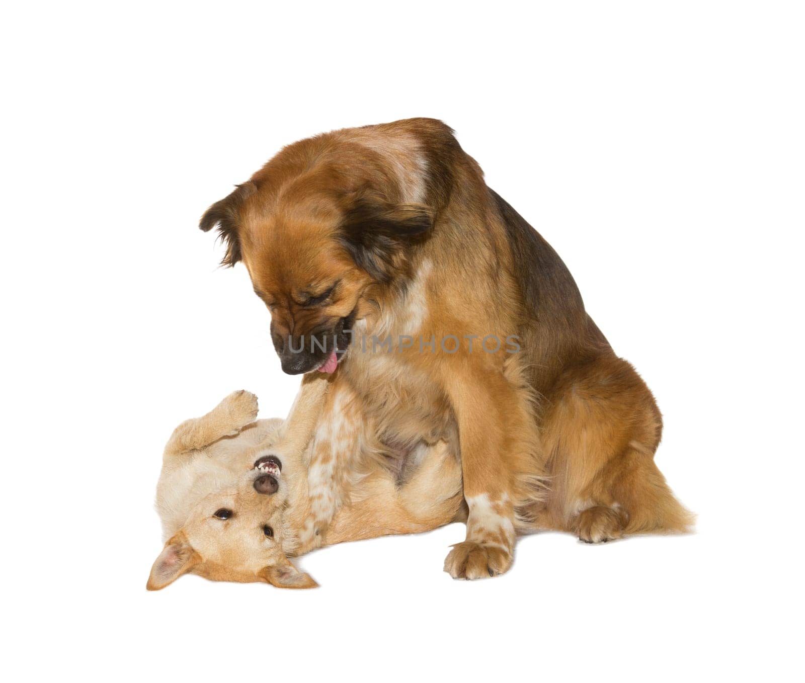 Two family dogs, a jack russel terrier and a crossbreed, playing having a mock fight rolling around on the floor together isolated on white