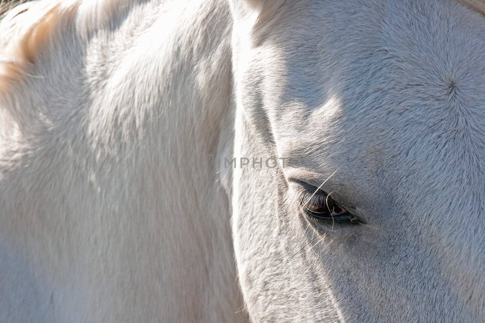 Camargue Horse