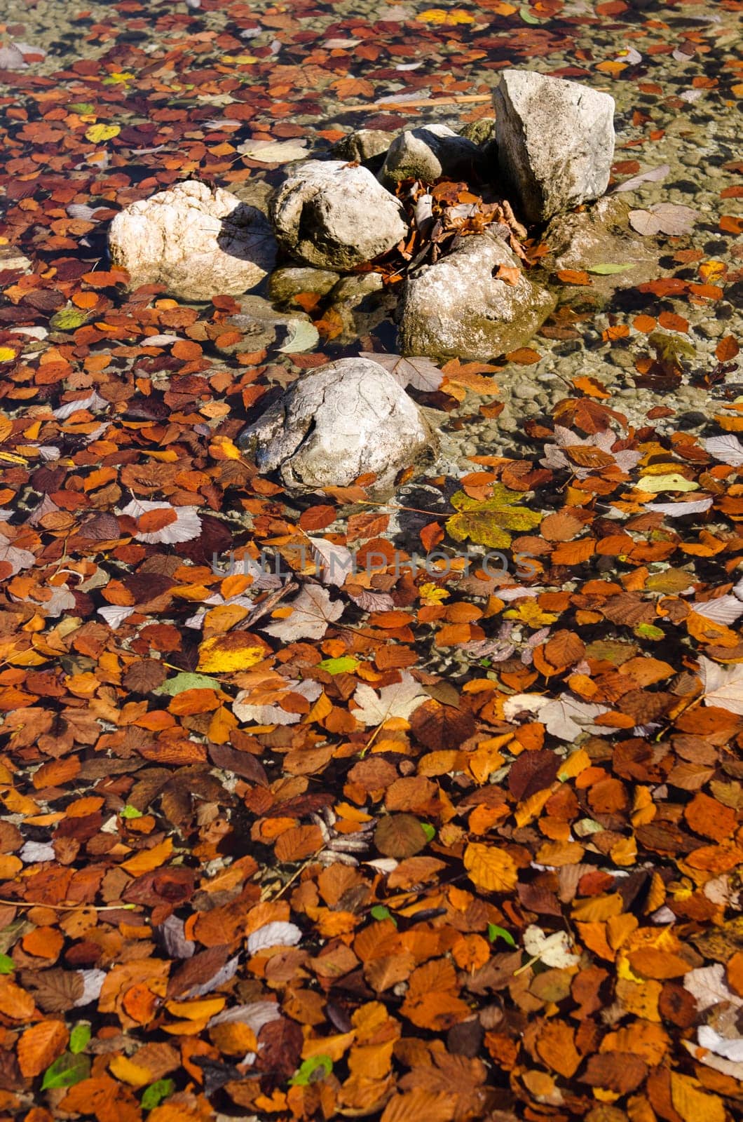 Stones and leaves in autumnal colours in the water of a mountain lake
