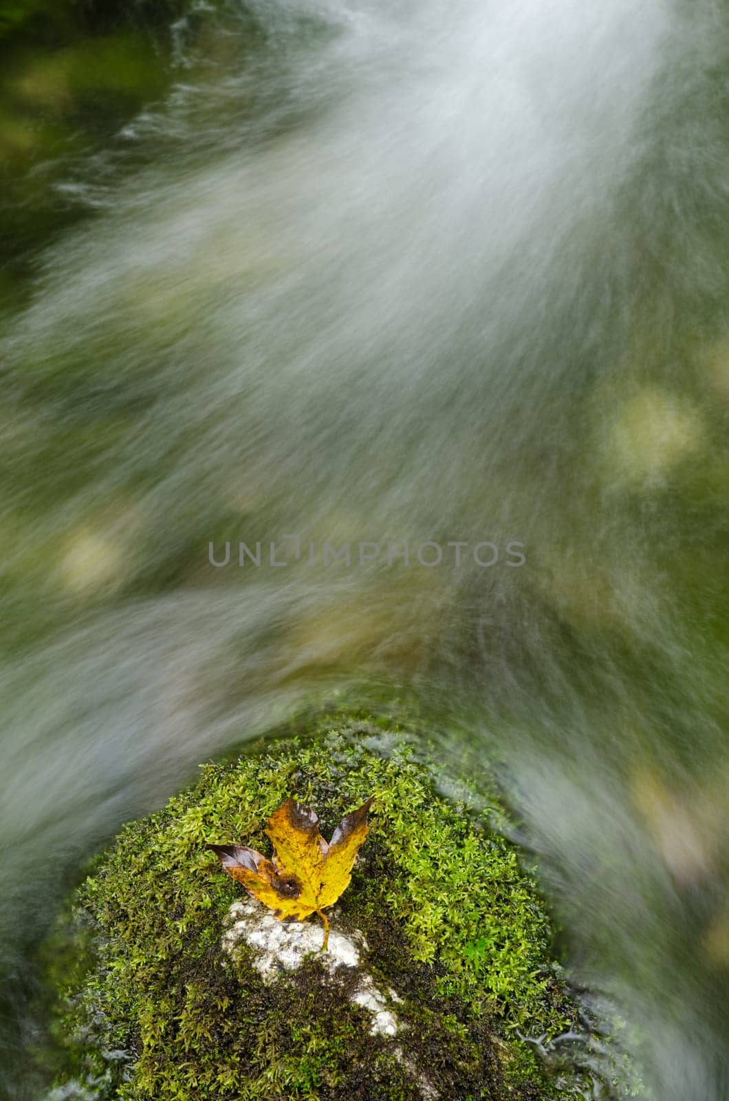 Yellow Maple Leaf on Green Moss in a Spring