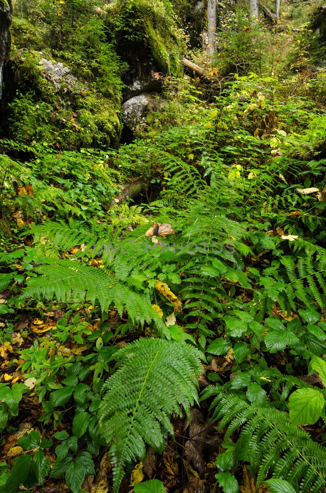 Green fern and plants in the mountain forest of the magic forest near Ramsau in Bavaria