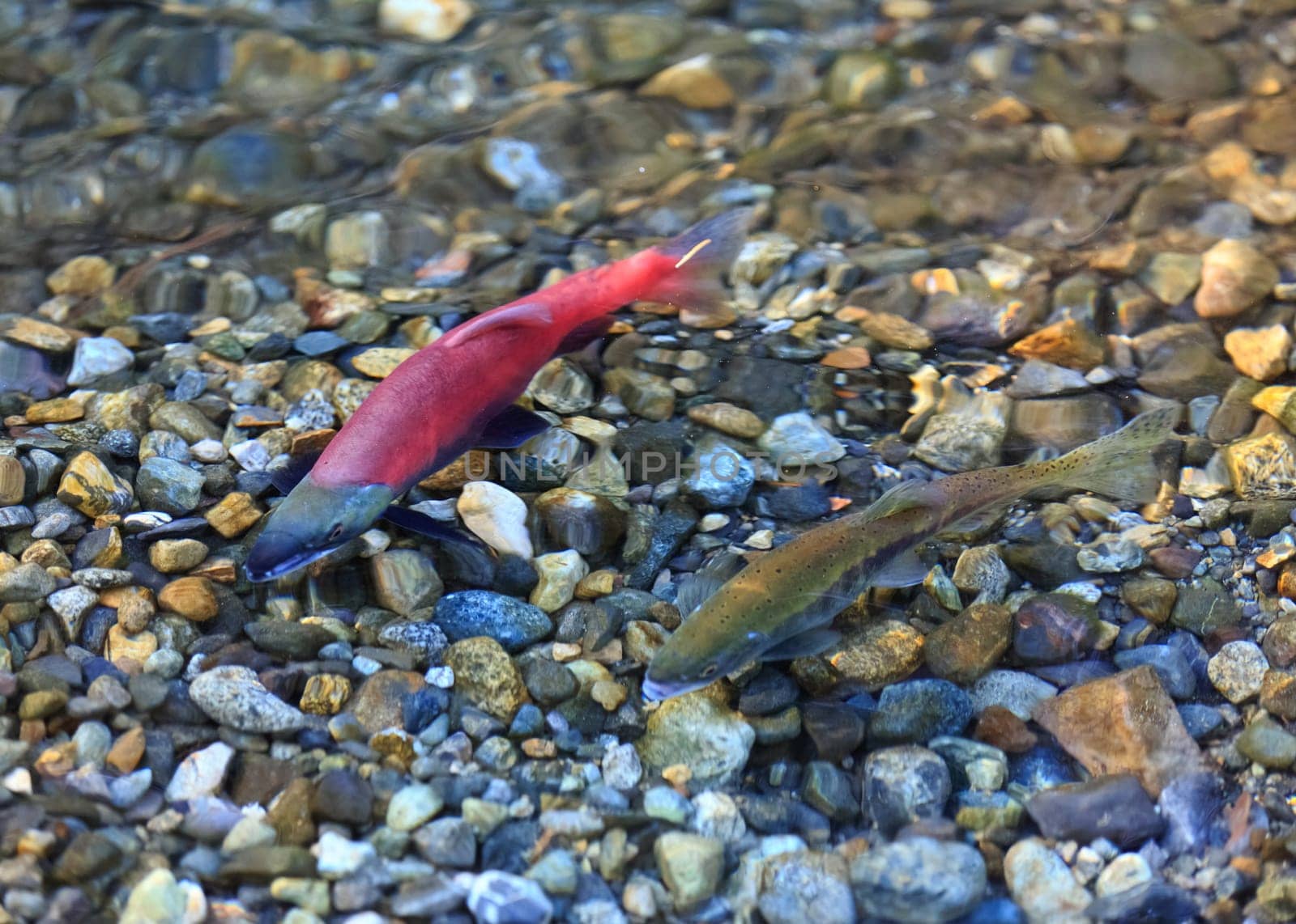 spawning salmon